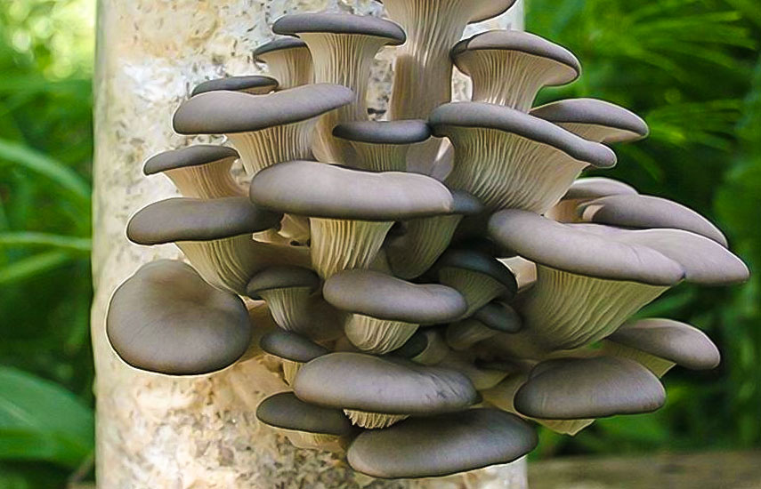 На яких деревах ростуть гливи: повний посібник для грибників і вирощувачів