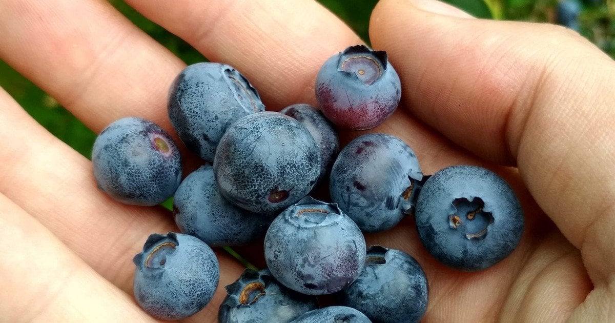 Антоціани: що це таке та чому вони так важливі для здоров’я