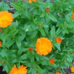 Чай з календули: протипоказання