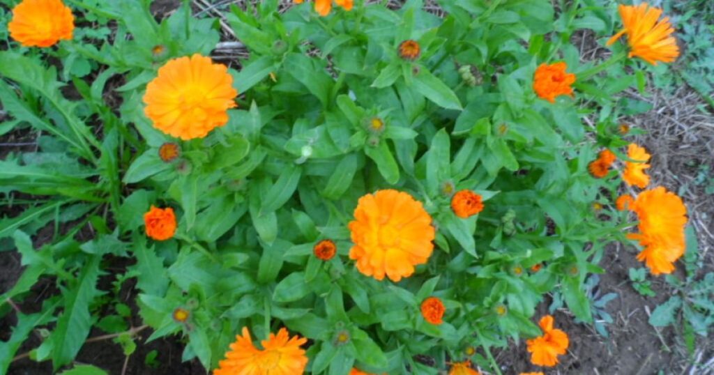 Чай з календули: протипоказання, які варто знати кожному