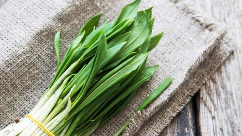 Чому заборонена черемша в Україні