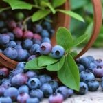 чорниця користь