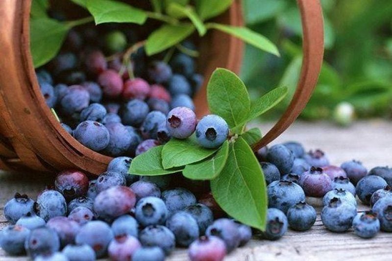 Корість чорниці: чому лісова ягода стає справжнім союзником для зору, серця та мозку