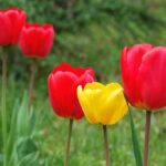 Чи можна пересаджувати тюльпани, коли вони цвітуть