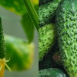 чим підживити огірки