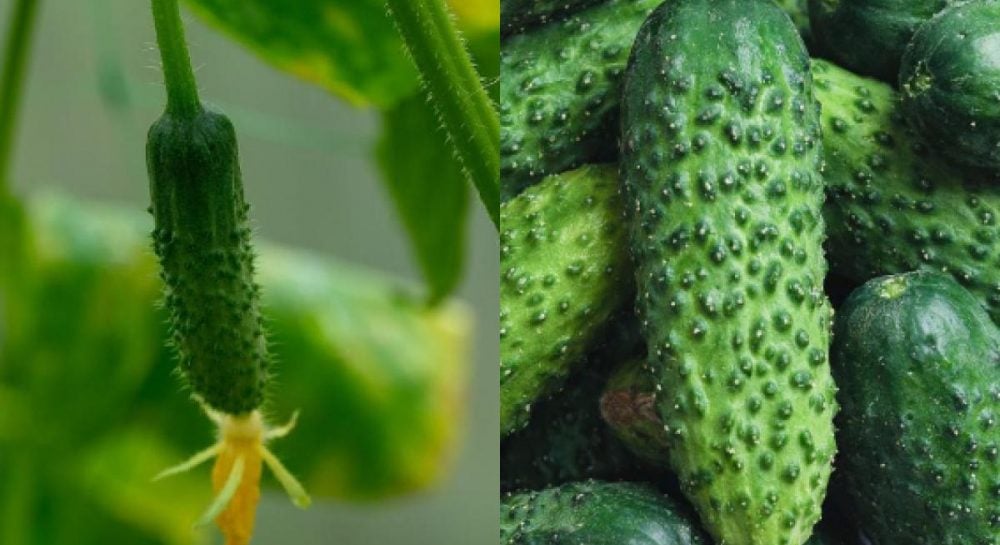 чим підживити огірки