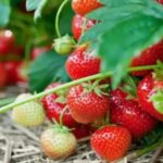 Чим підживити полуницю в травні