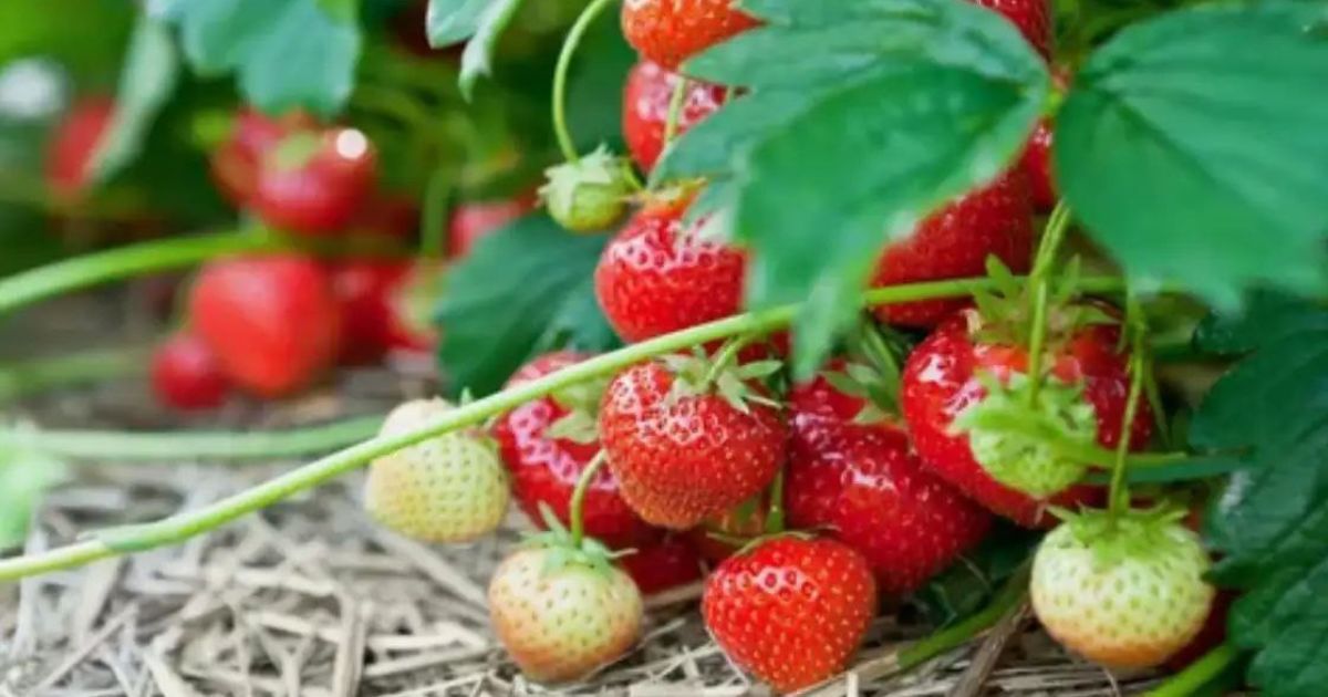 Чим підживити полуницю в травні: секрети рясного врожаю солодких ягід