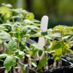 Чим підживити розсаду помідорів