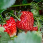 Чим удобрити полуницю навесні