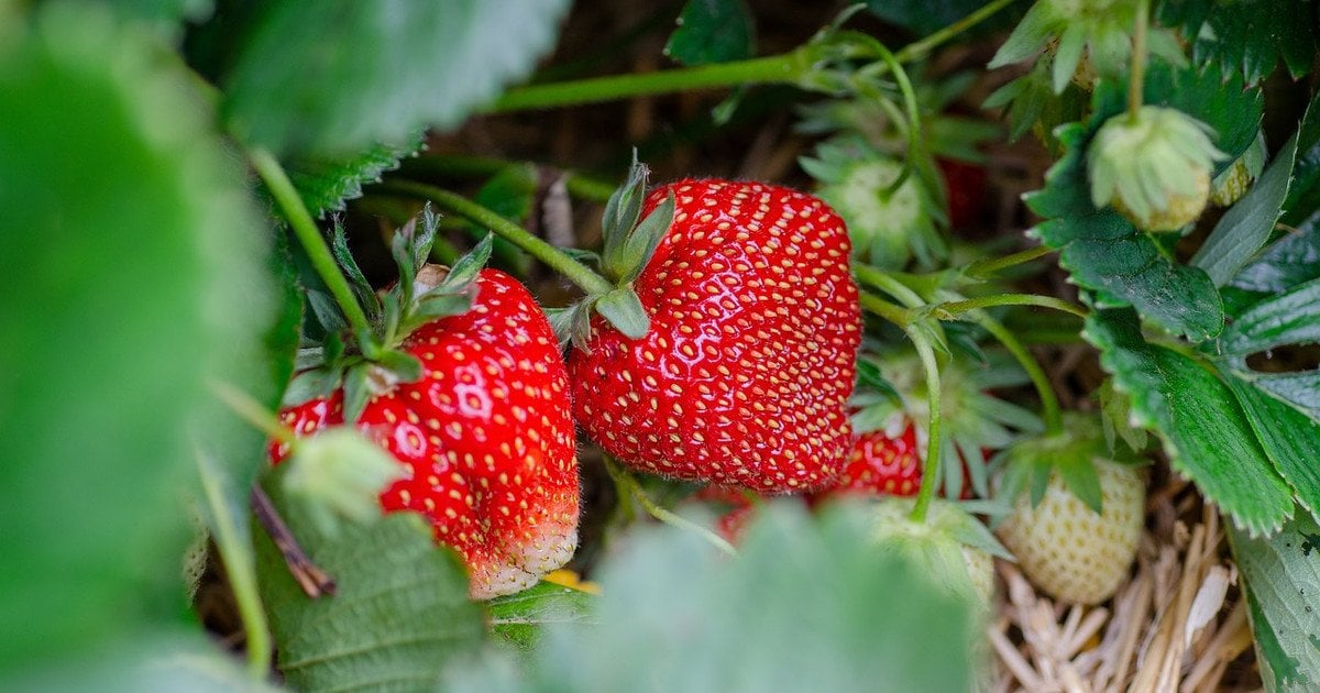 Чим удобрити полуницю навесні: добрива для рясного врожаю соковитих ягід