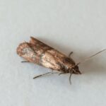 харчова міль