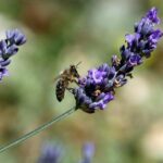 коли обрізати лаванду