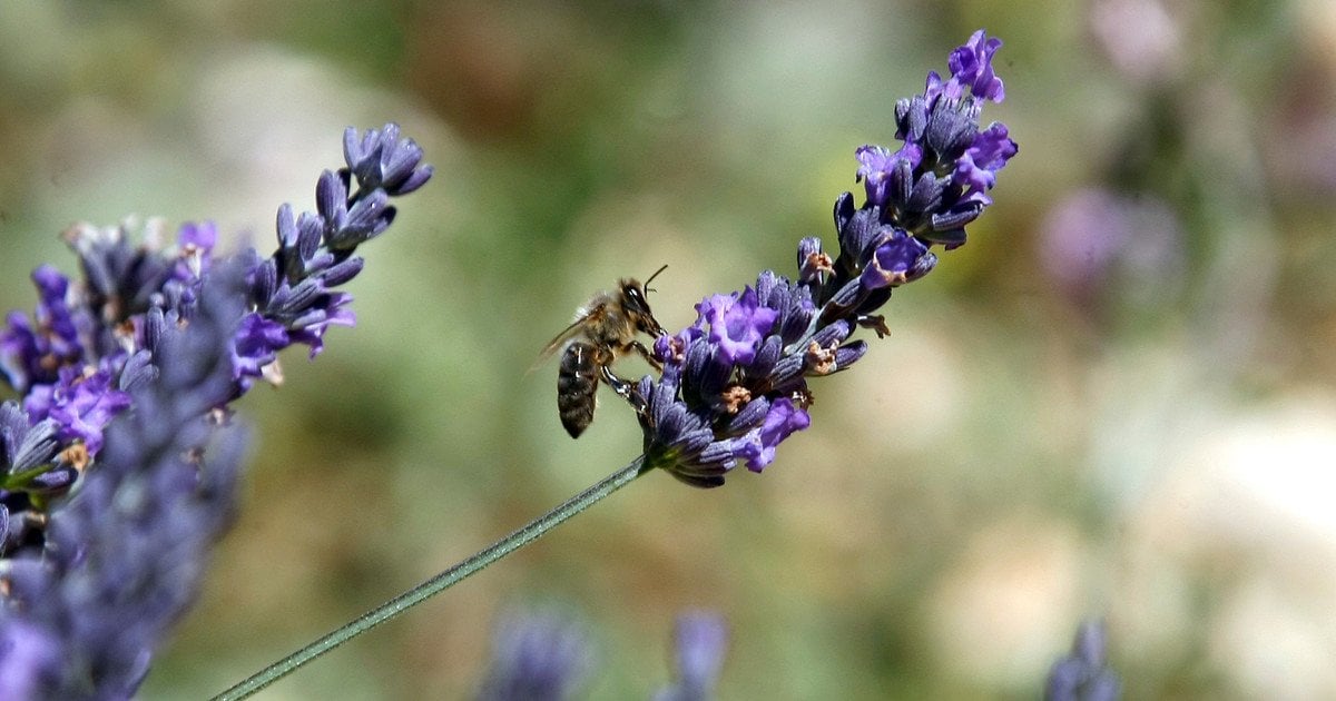 Коли обрізати лаванду: повний гайд для пишного цвітіння та здоров’я куща