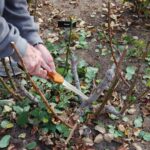 коли обрізати троянди на зиму