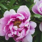 коли пересаджувати піони