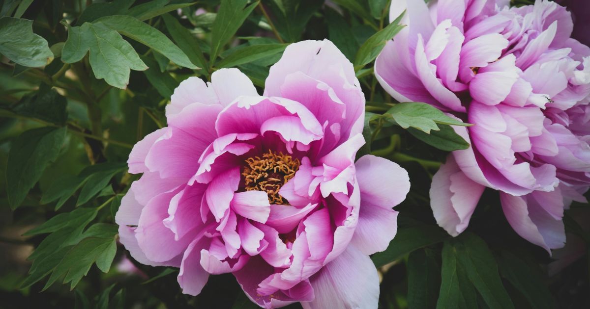 коли пересаджувати піони