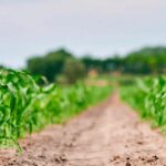 Коли садити кукурудзу