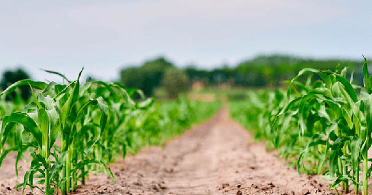 Коли садити кукурудзу: оптимальні терміни та секрети щедрого врожаю в Україні
