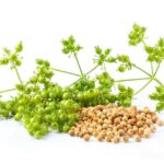 Коріандр: користь