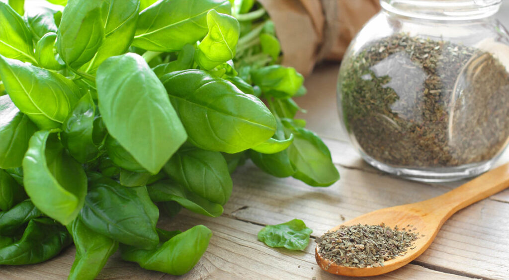 Користь базиліку для здоров’я: чому ця ароматна зелень варта місця в щоденному раціоні