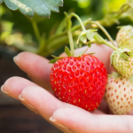 Користь полуниці