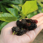 користь шовковиці