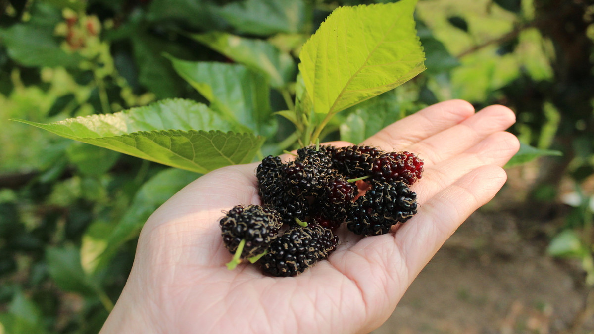 Користь шовковиці: чому ця ягода зміцнює здоров’я
