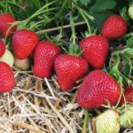 народні методи підживлення полуниці