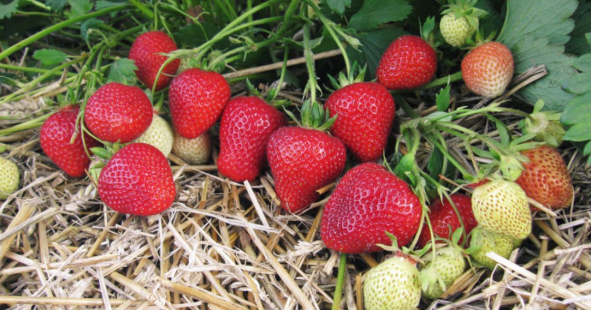 Народні методи підживлення полуниці: секрети рясного врожаю без хімії