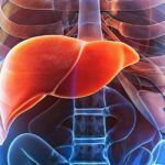 печінка де знаходиться