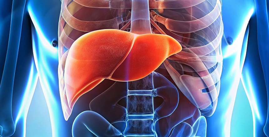 печінка де знаходиться