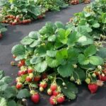 посадка полуниці восени