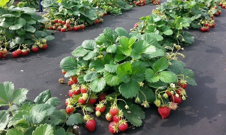 посадка полуниці восени