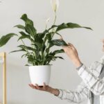 Що можна поливати часниковим настоєм