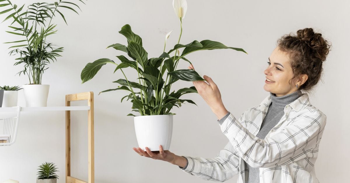 Що можна поливати часниковим настоєм: натуральний захист і підживлення для саду та кімнатних квітів