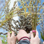 що не можна робити в вербну неділю