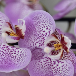 Що робити, щоб орхідея зацвіла