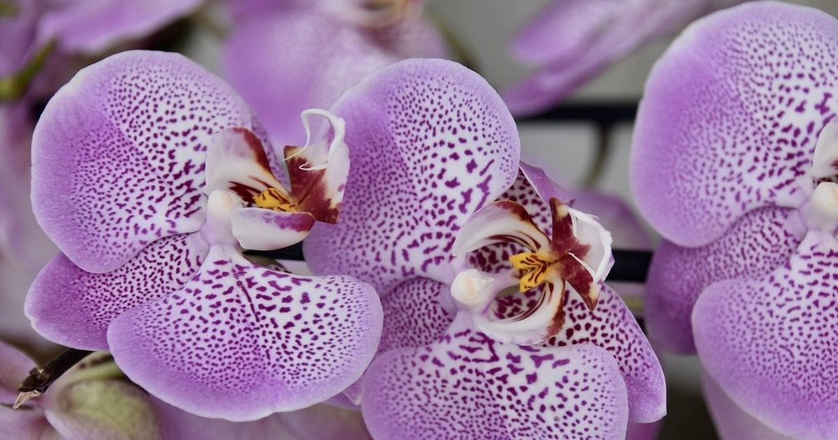 Що робити, щоб орхідея зацвіла: секрети пишного цвітіння вдома