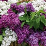 що символізує бузок