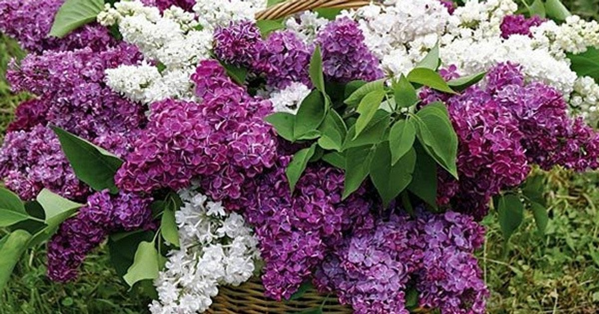 Що символізує бузок: значення, кольори та культурні таємниці весняної квітки