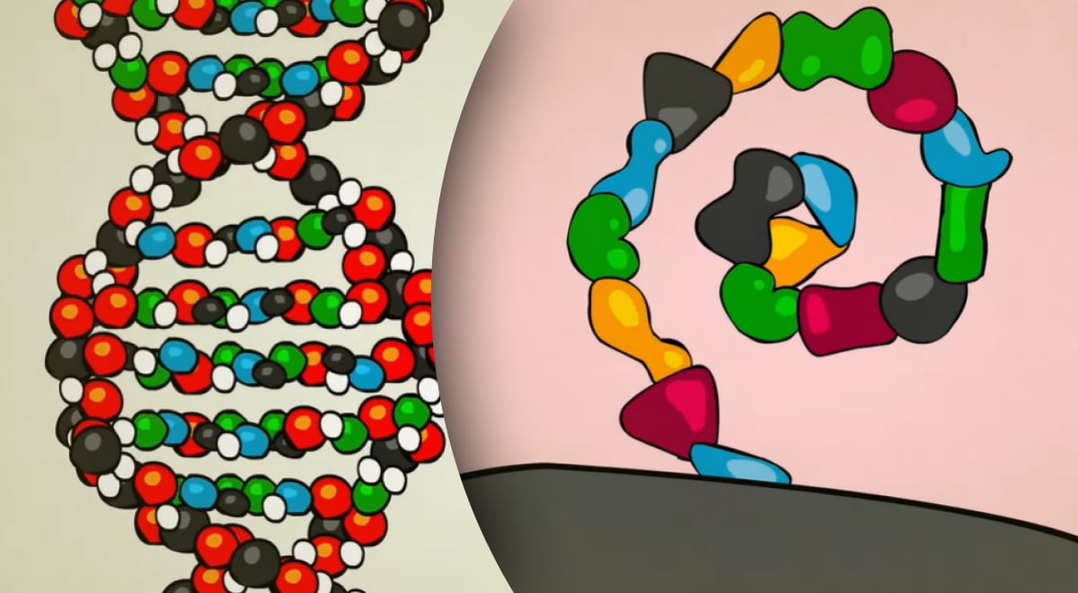 Генетичний код: що це таке та як він керує життям