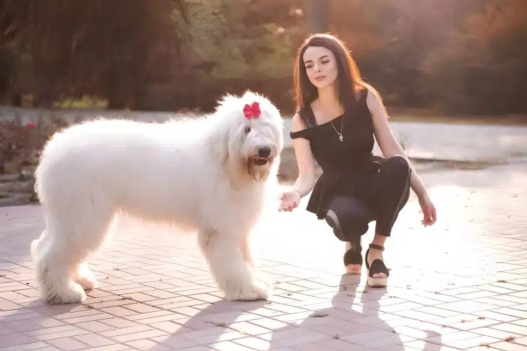 Українські породи собак: національні скарби степів і Карпат