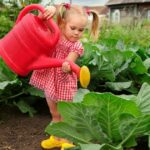 Як поливати капусту