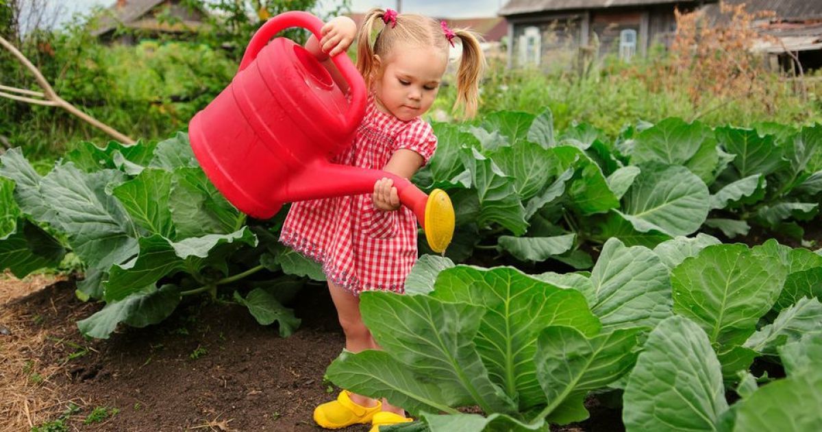 Як поливати капусту: повний гід для соковитого врожаю
