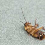 як позбутися тарганів