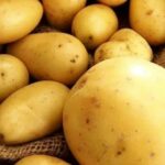 Який сорт картоплі найсмачніший в Україні