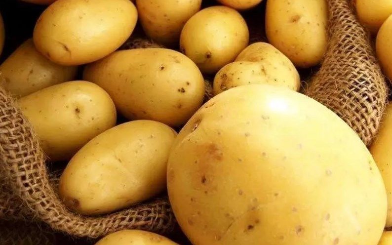 Який сорт картоплі найсмачніший в Україні
